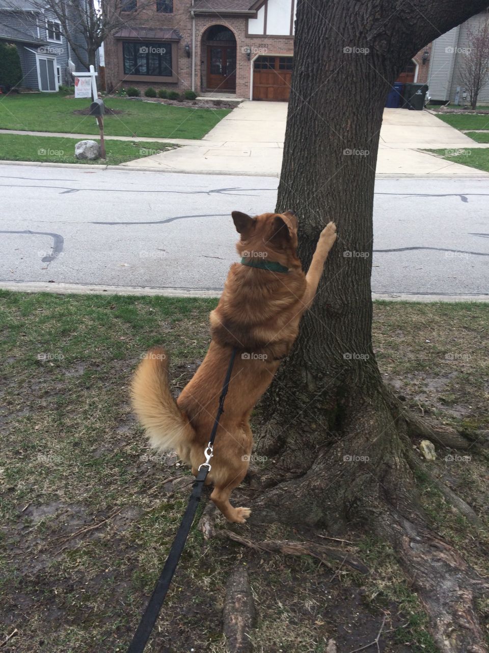 Chasing that squirrel 