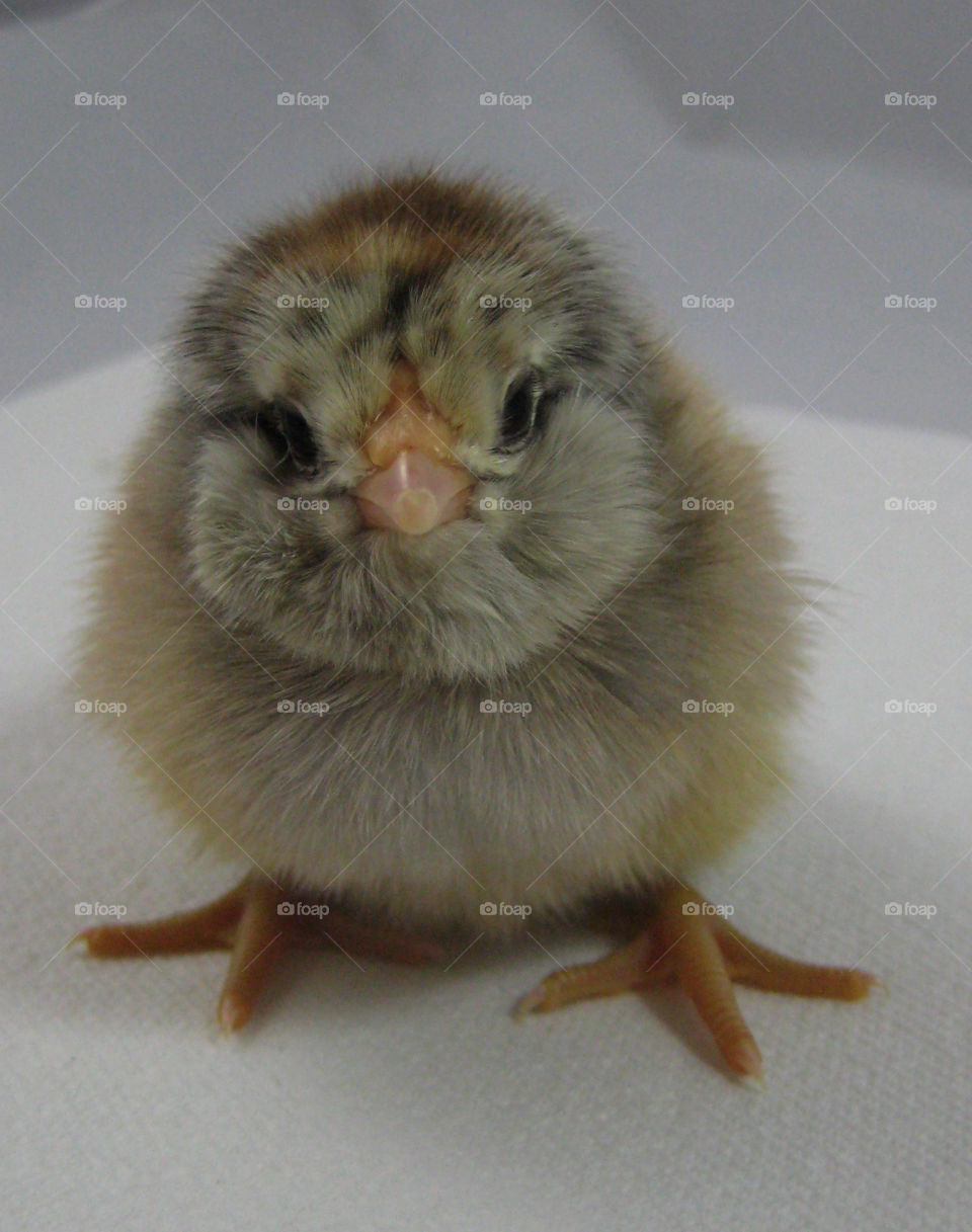 baby farm egg chick by donnita