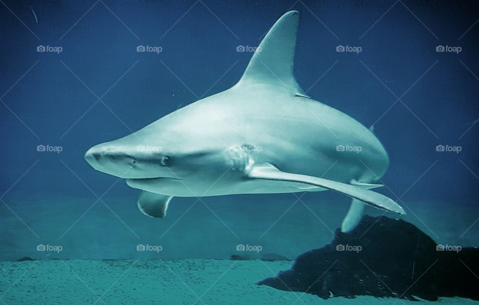 Aquarium of Genova ~ Grey shark