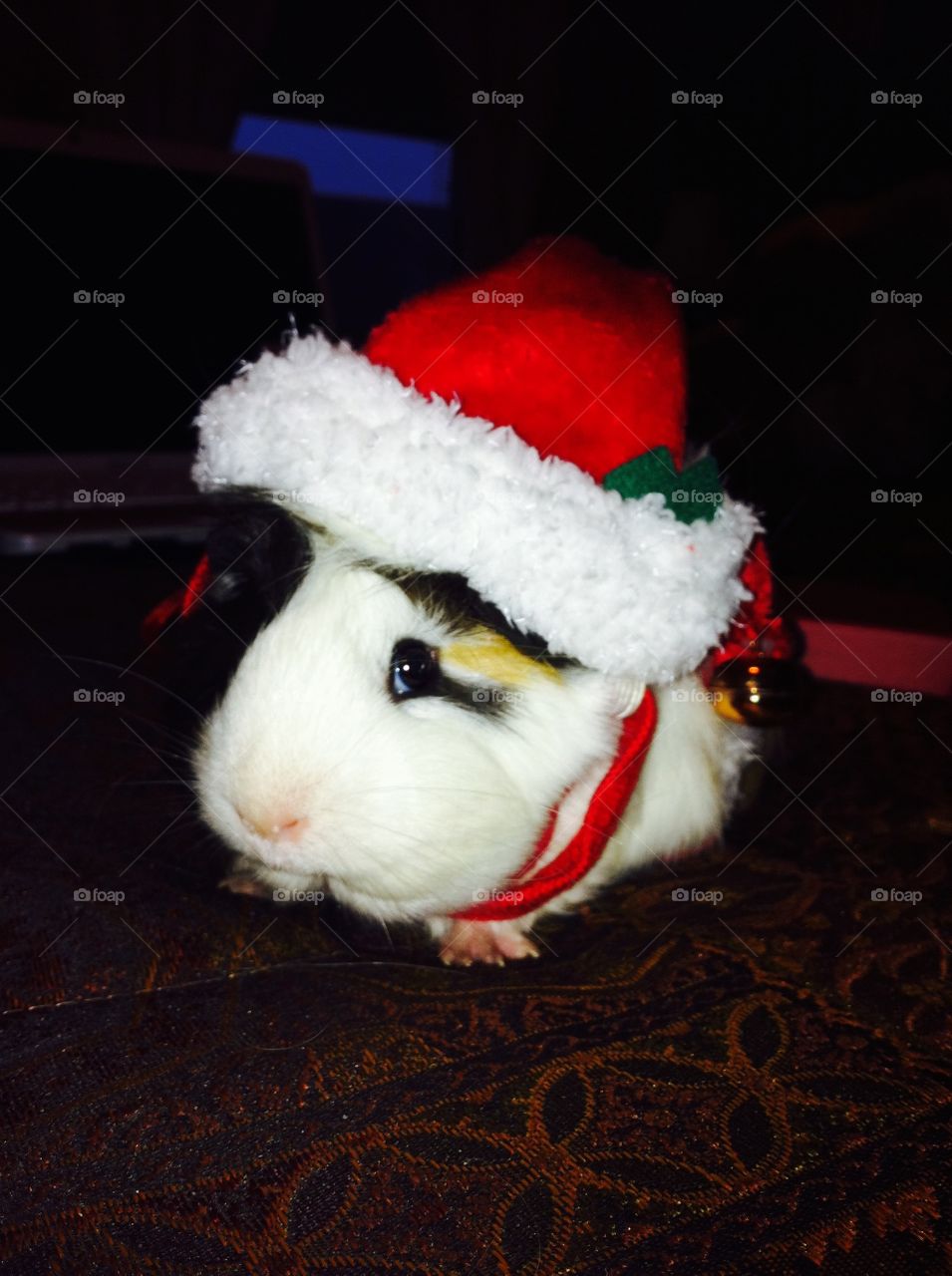 Christmas Guinea Pig