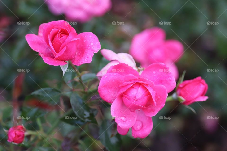 A water droplets at the pink Roses