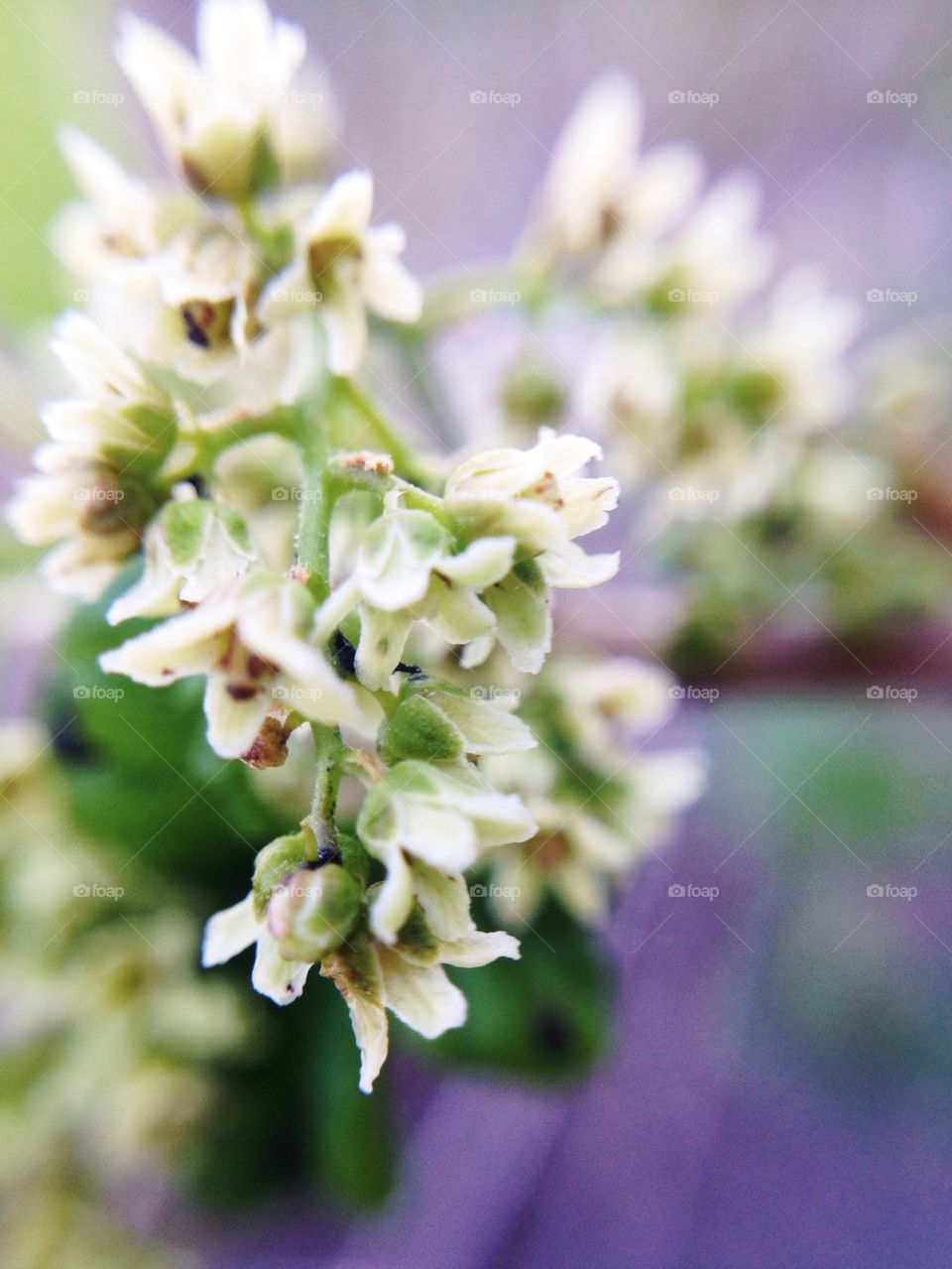 Macro white flower