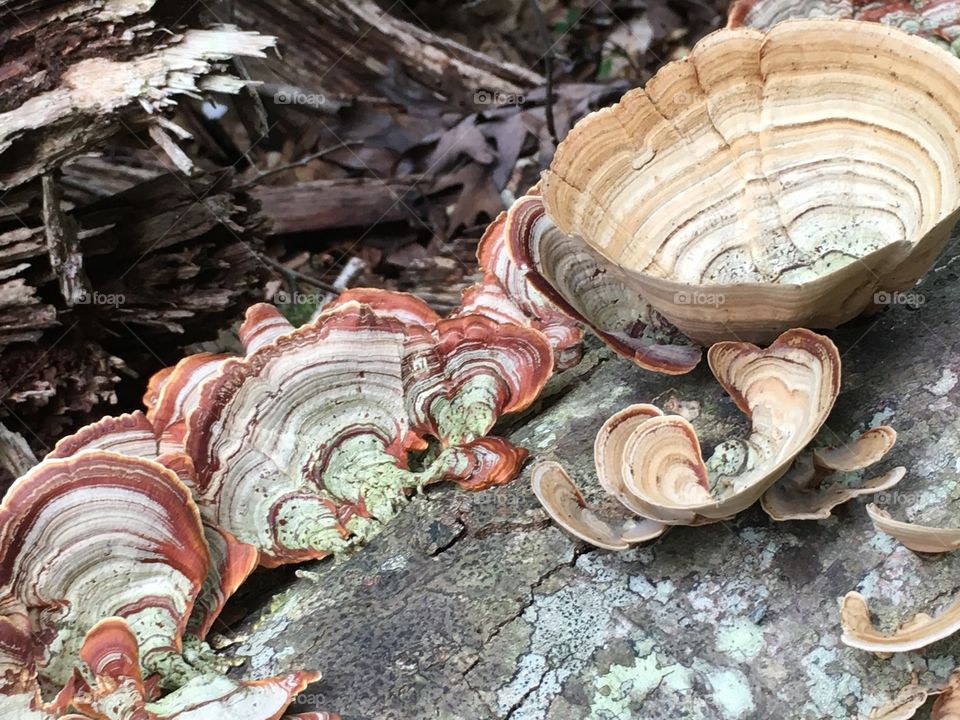 Colorful fungi.