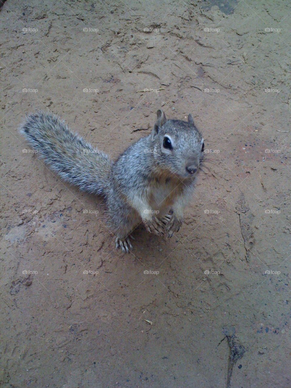 Squirrely squirrel curious in us along the path in Zion’s National Park, Utah.