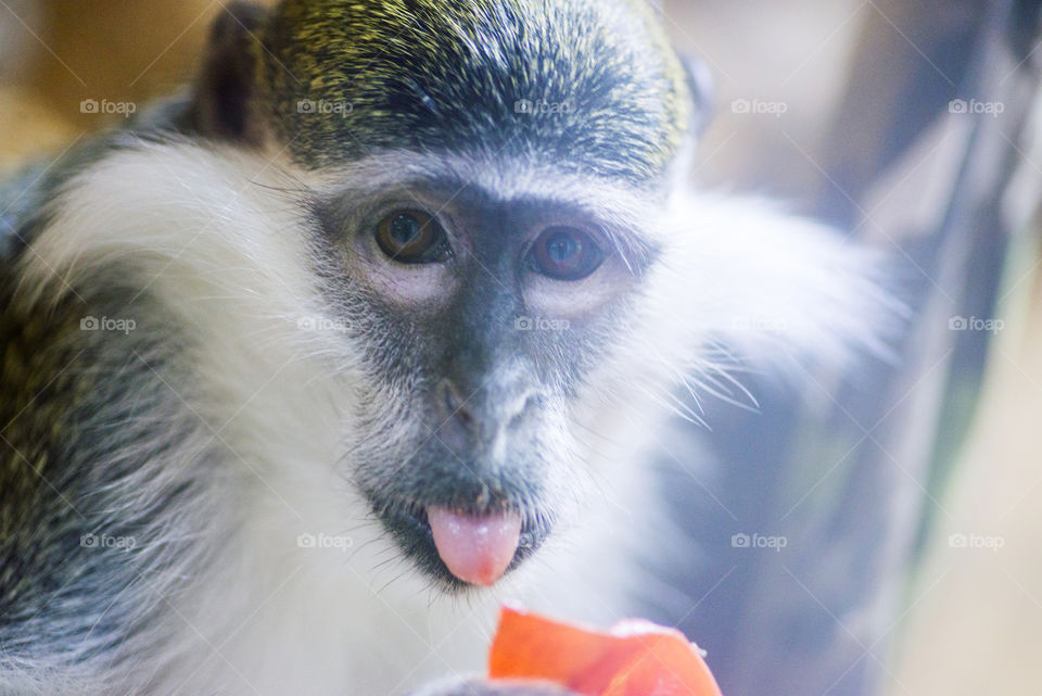 Small monkey with sticking out the tongue.  Portrait of funny macaque or monkey ape, showing tongue