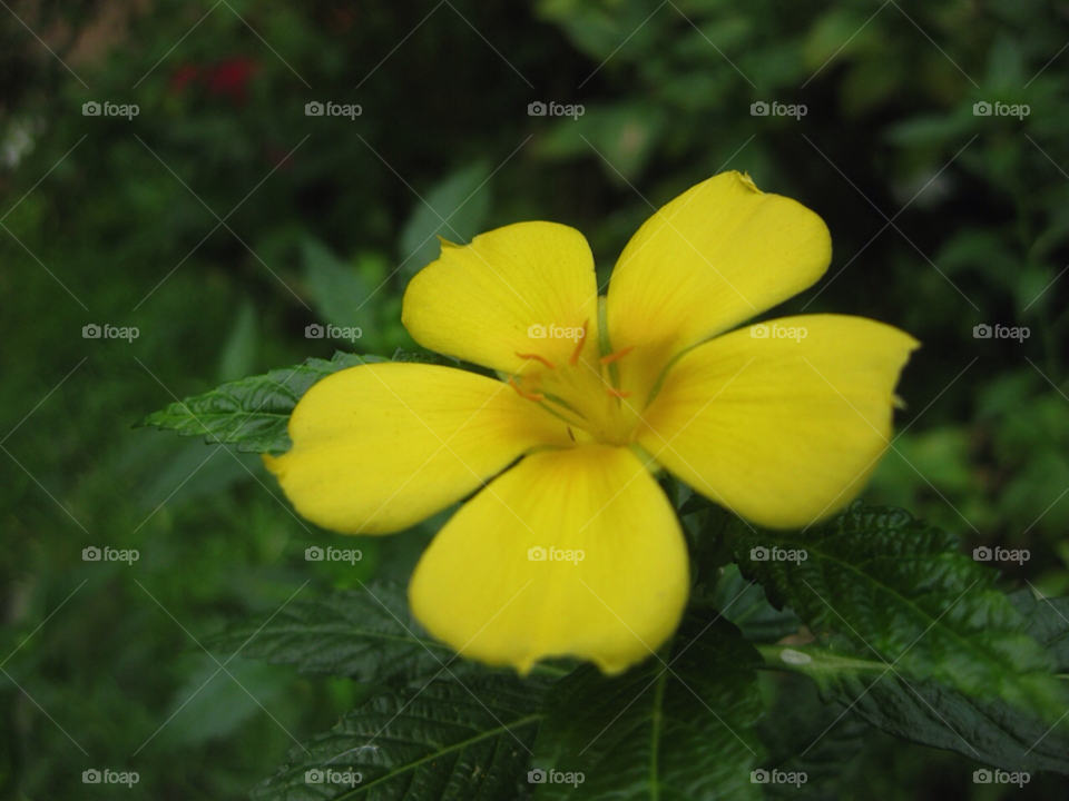 yellow flower by Tuvezz