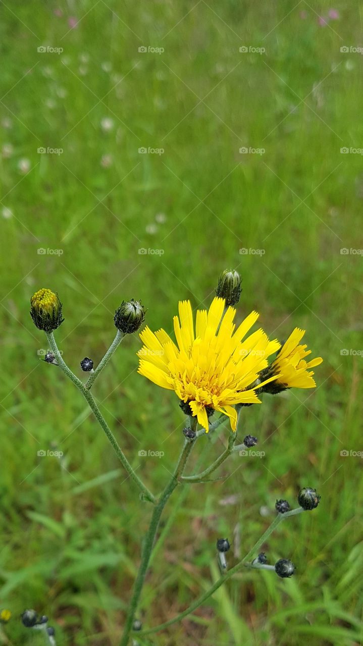 hawkbit
