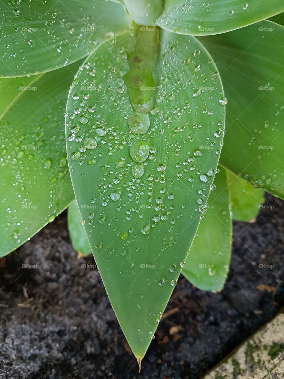 green leaf. water droplets