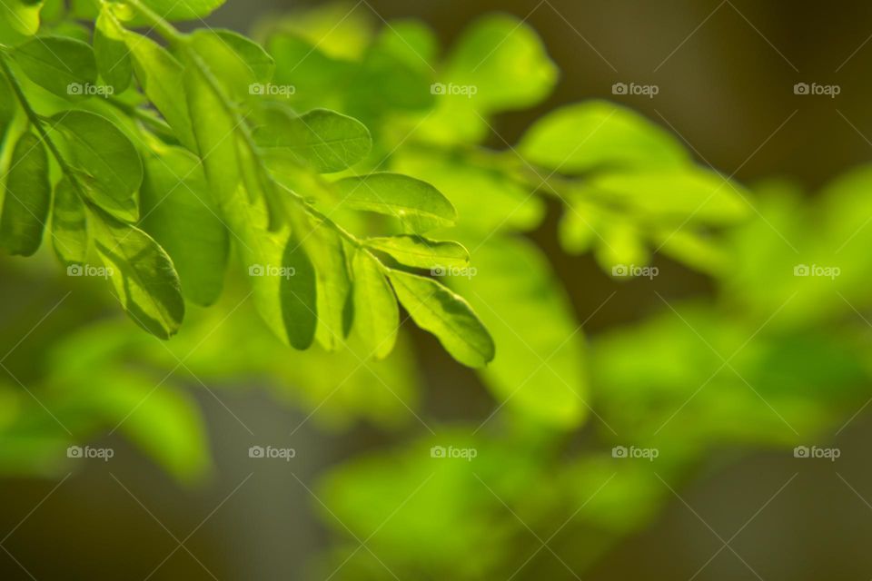 image of green leaves in bright light