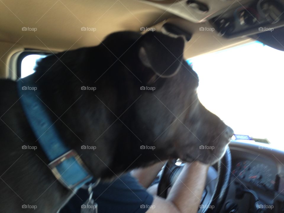 Black lab in a car