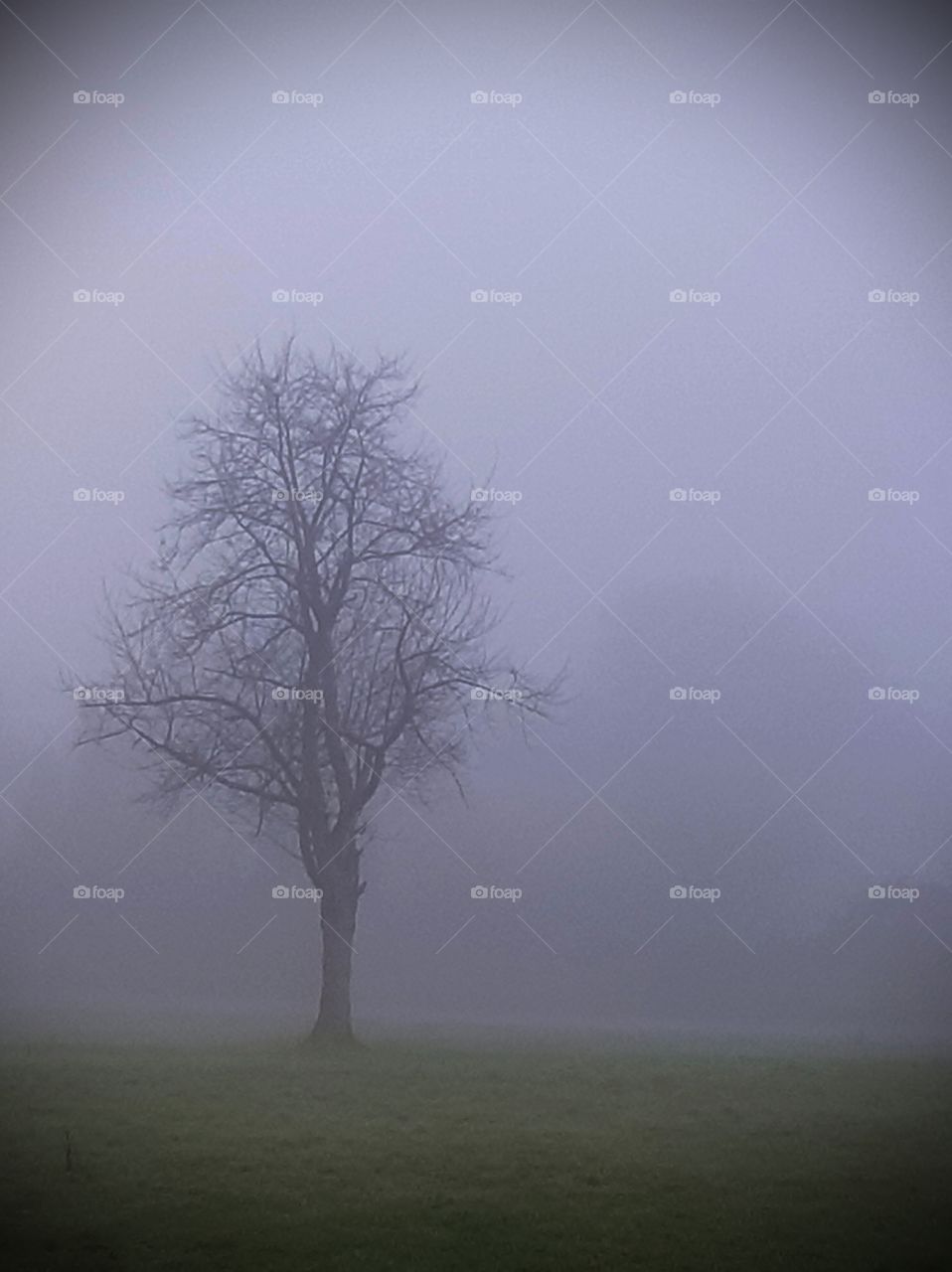 tree and winter fog