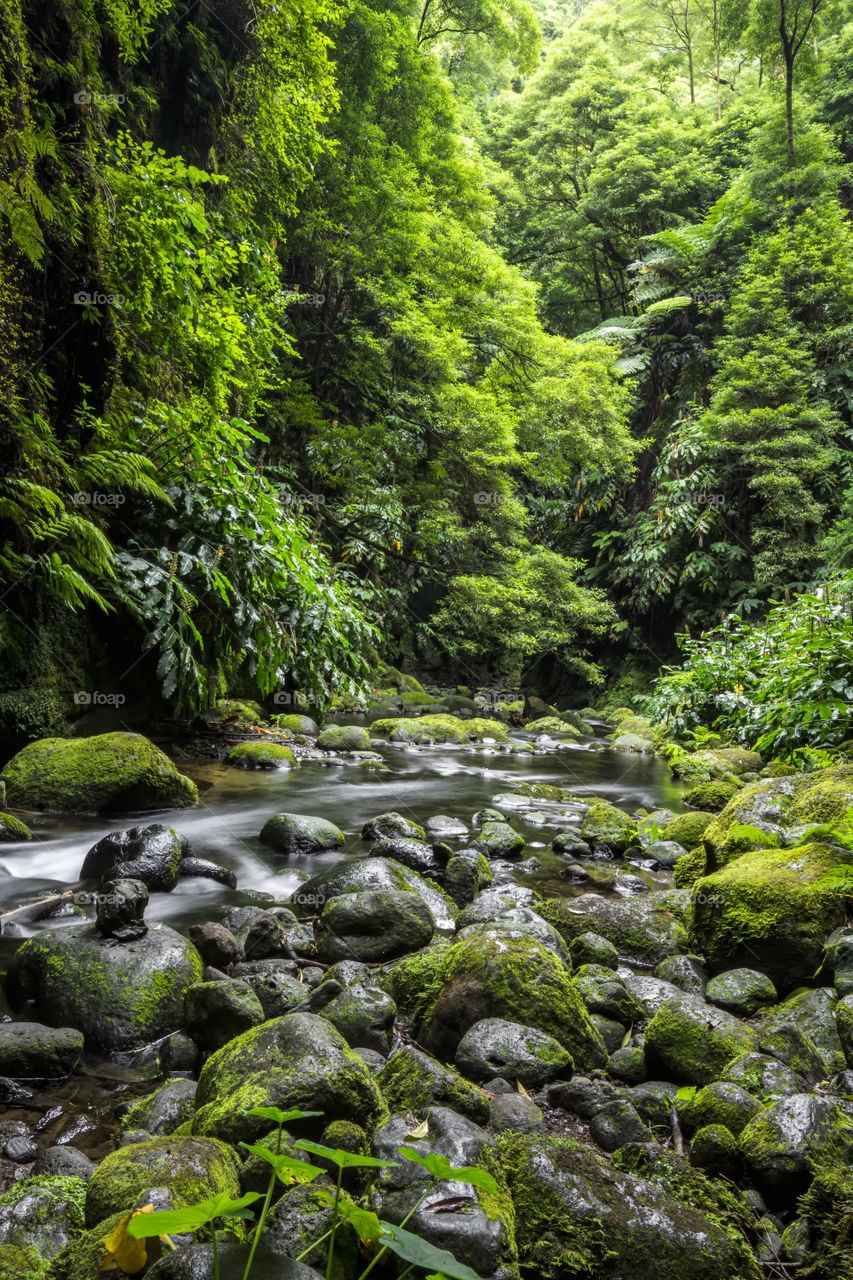 The stream from the waterfall of Salto do Cagarrao in the middle of the woods of the island of Sao Miguel, Azores, Portugal.