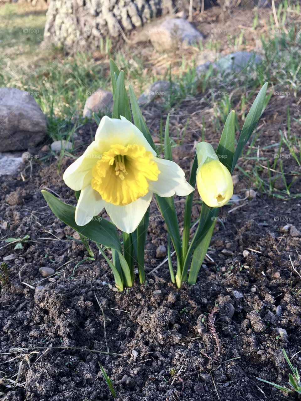 Two vibrant yellow daffodils emerge from the ground, their petals unfurling in the gentle spring sunshine. A cheerful reminder that spring has arrived, bringing color and warmth to the still-cool air.