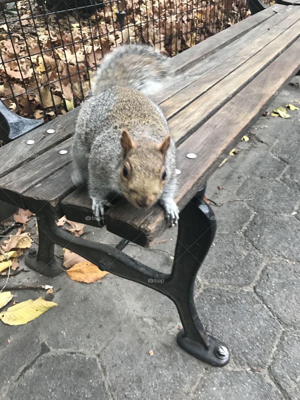 Jumping squirrel 