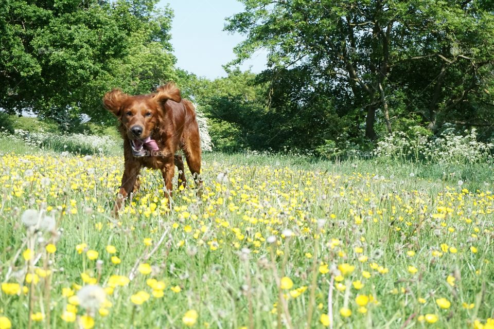 Quinn Three .. Red Setter running in a wild flower meadow 