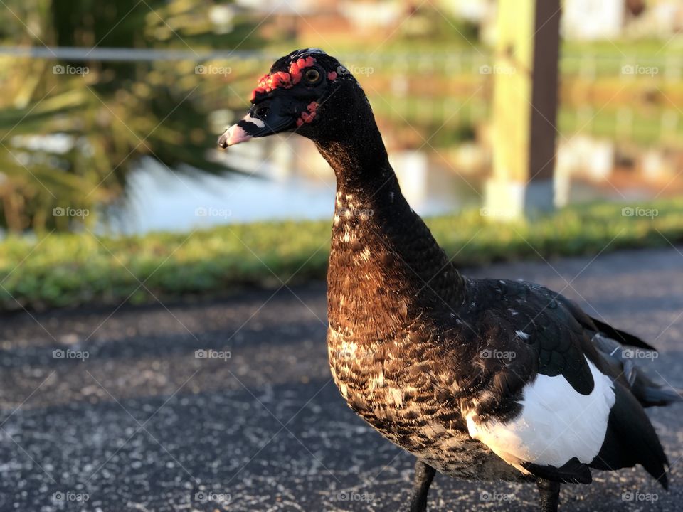 Ms. Duck says hello