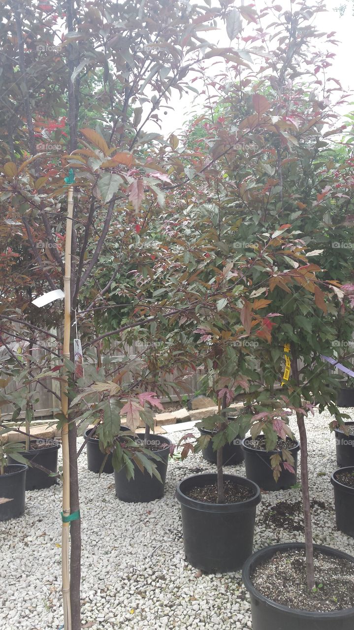 tree nursery
