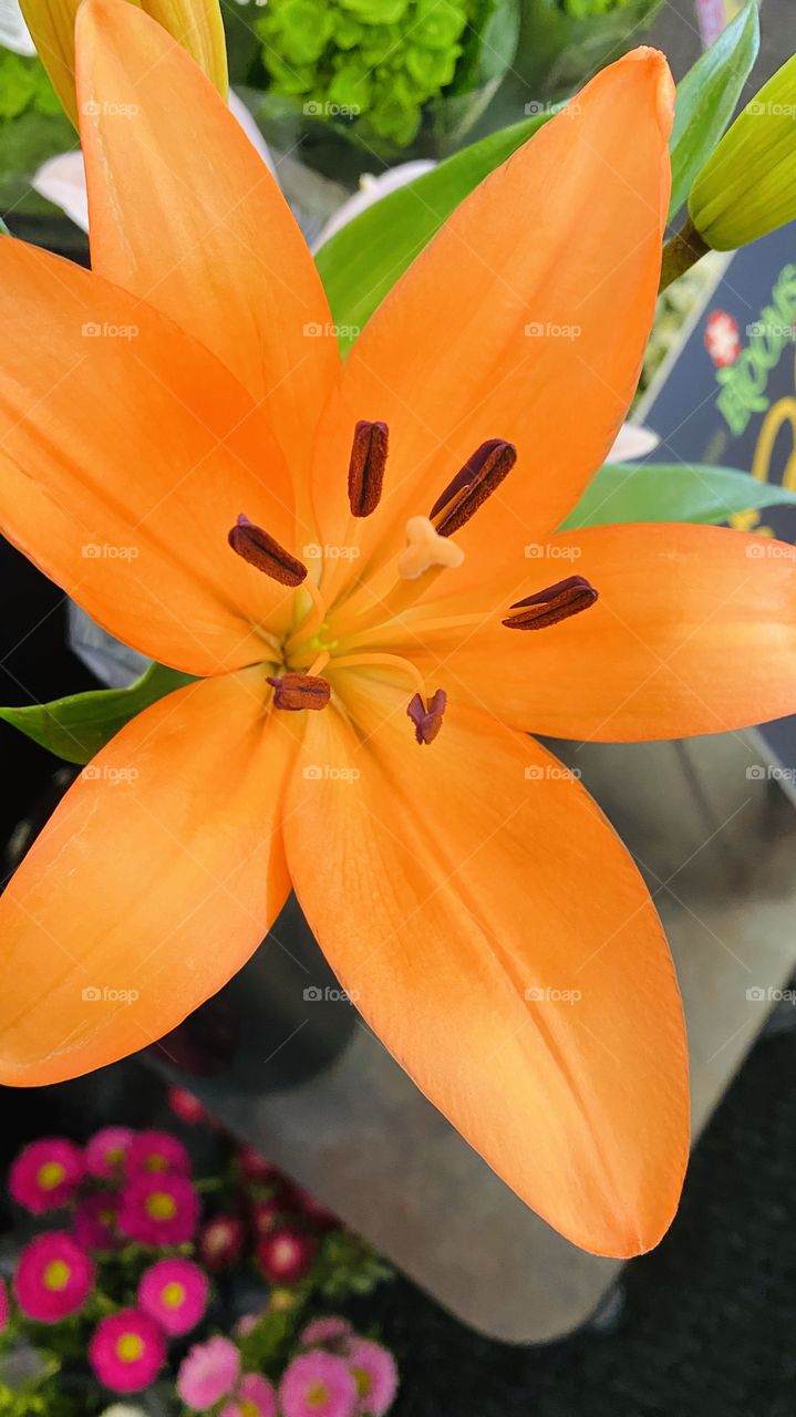 Purty Lily beautiful Color Fresh for tomorrow the 14th. 