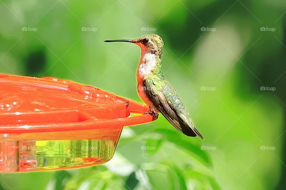 Hummingbird in Spring
