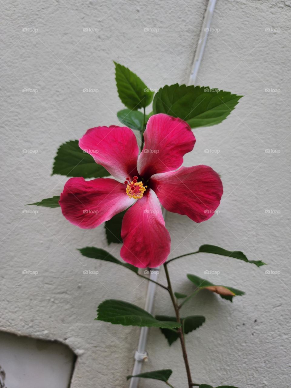 bright hibiscus petal
