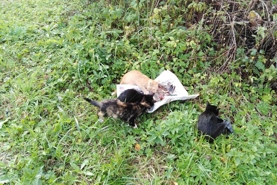 котята кушают