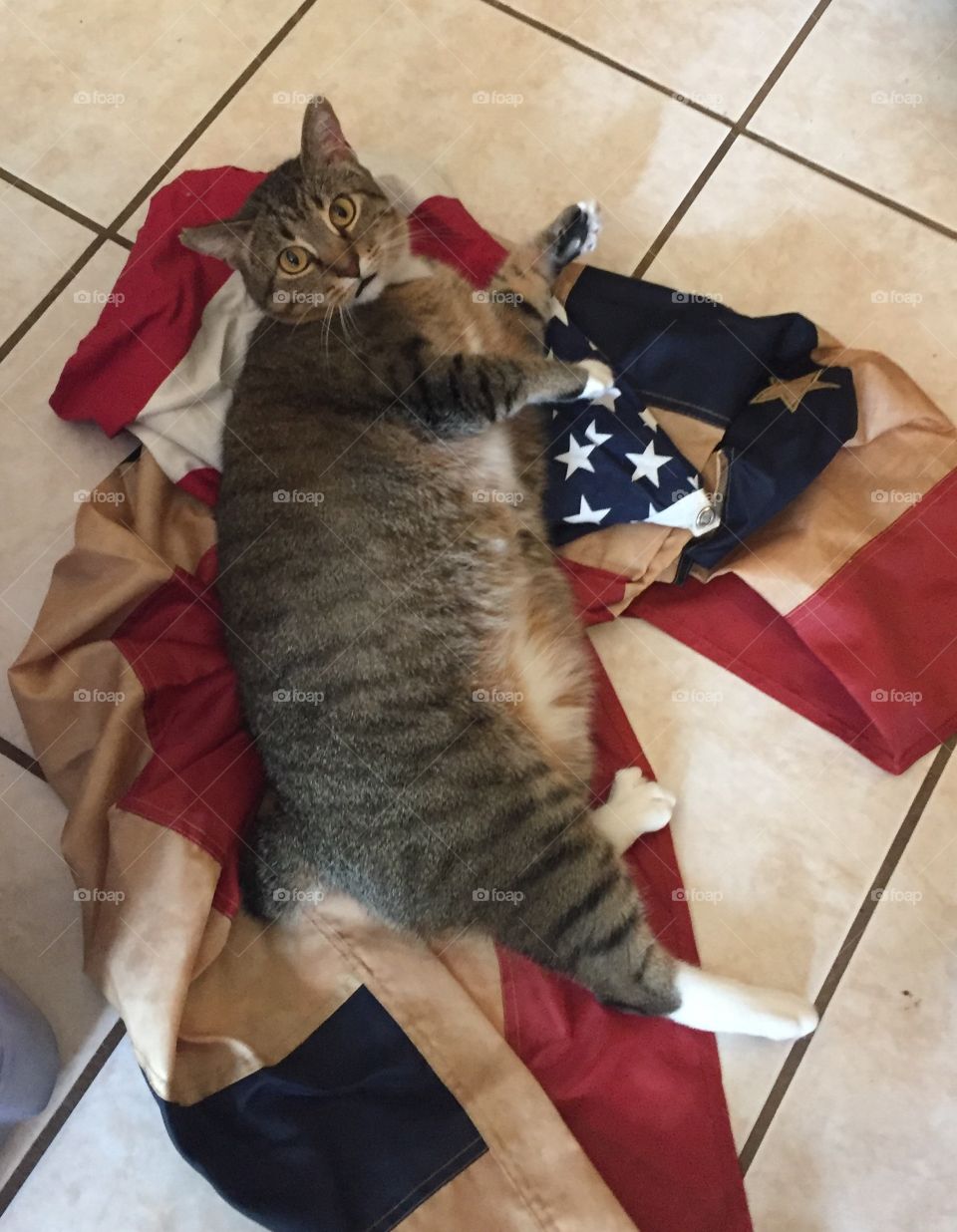 Patriotic Kitty