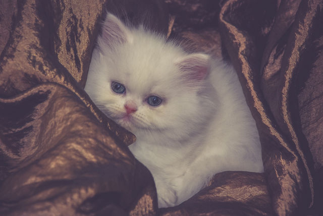 Close-up of cute cat on silk blanket