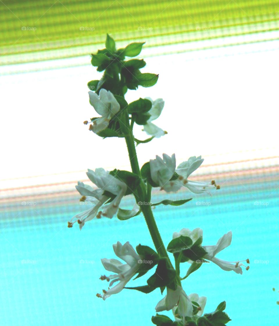 flowers in front of a screen.