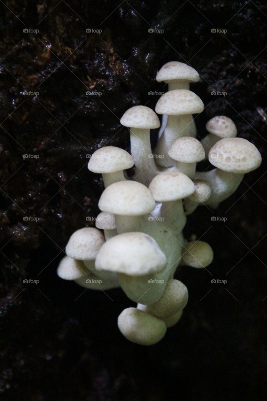 More Mushrooms . Hiking at Rickets Glen
