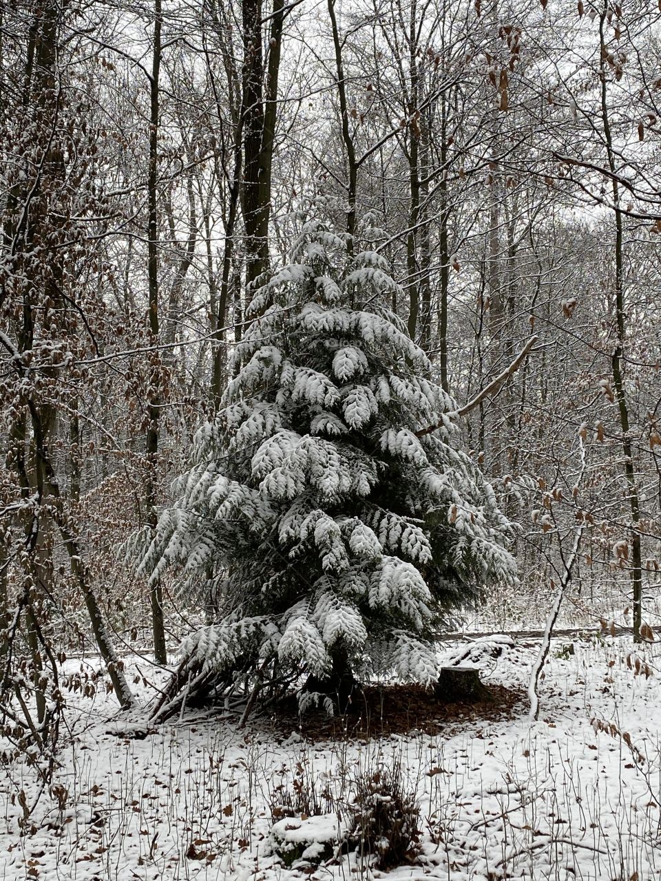 Snow on a tree 