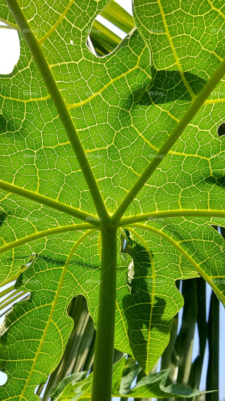 sun rises under leafs photosynthesis program it's wonder 
grateful of leaf