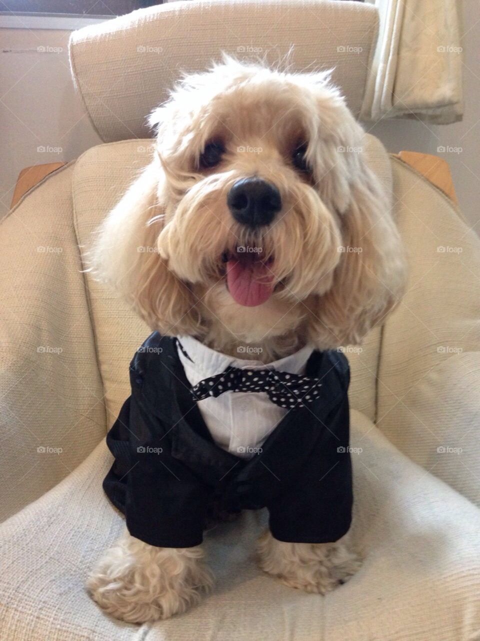 Doggie night out. Latte the dog in a tux