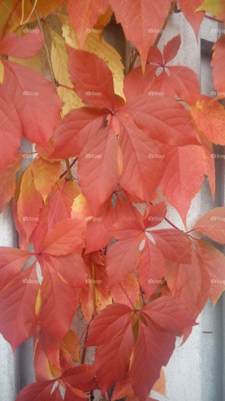 orange leaves in autumn