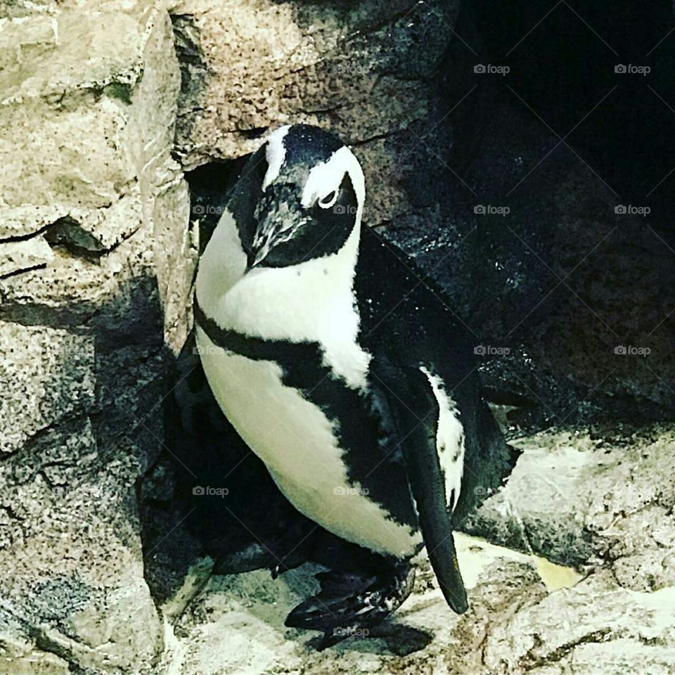 penguin