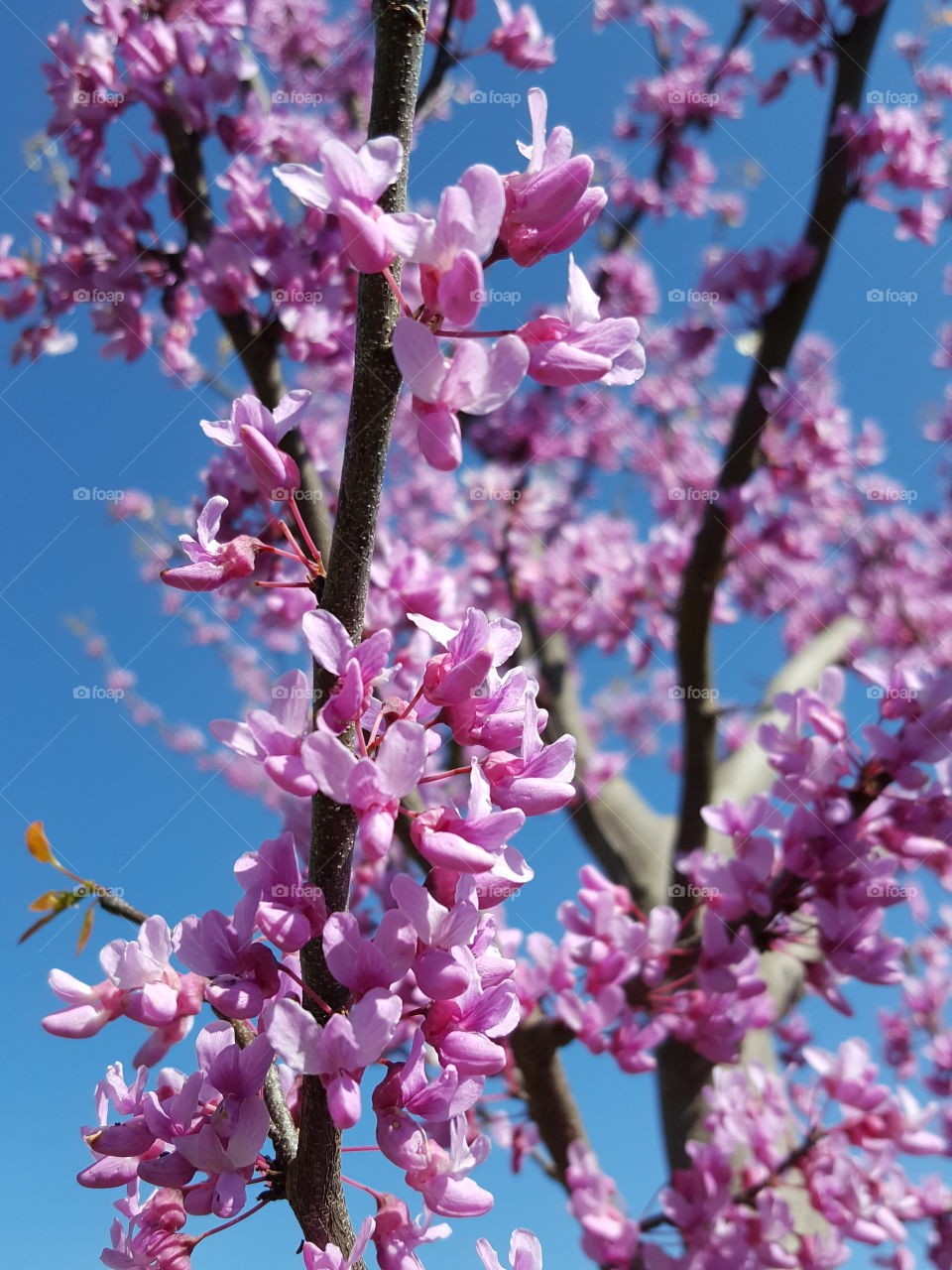 Low angle view of a cherry blossom tree branch
