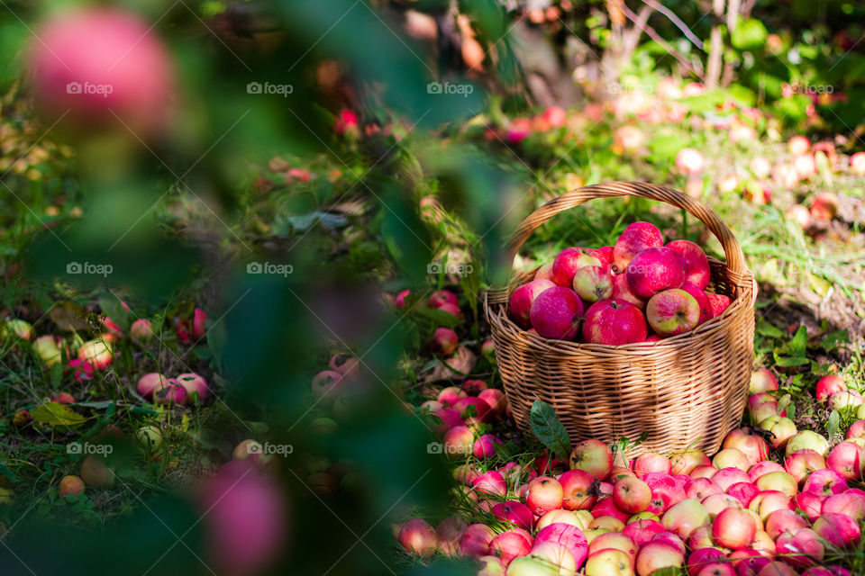 Apples in basket