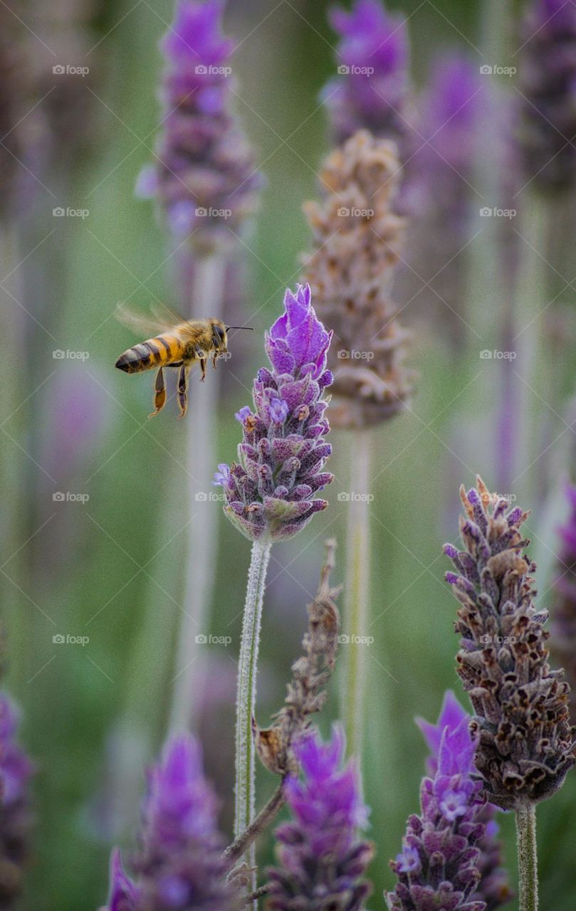 Bee and lavanders