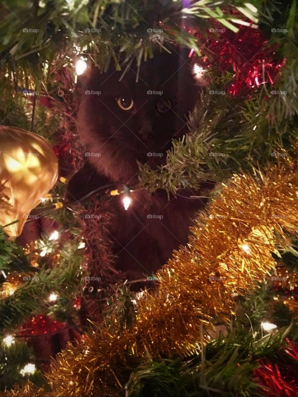 Cat in the tree