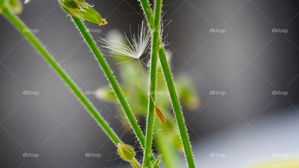 the fruit of the dandelion