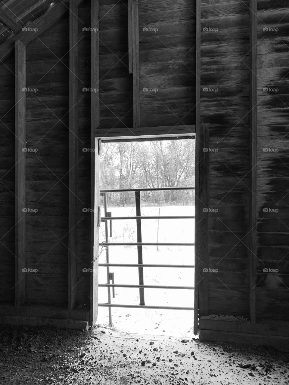 View through cattle gate across a barn door to a wintry tree line across a snowy field 