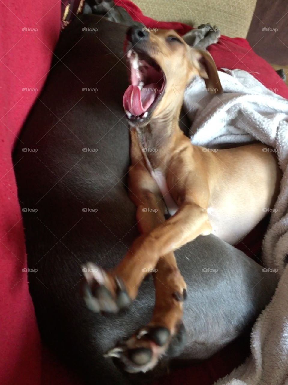 Amber the Italian greyhound caught in mid-yawn while laid on the sofa relaxing snuggled up to Libby the whippet