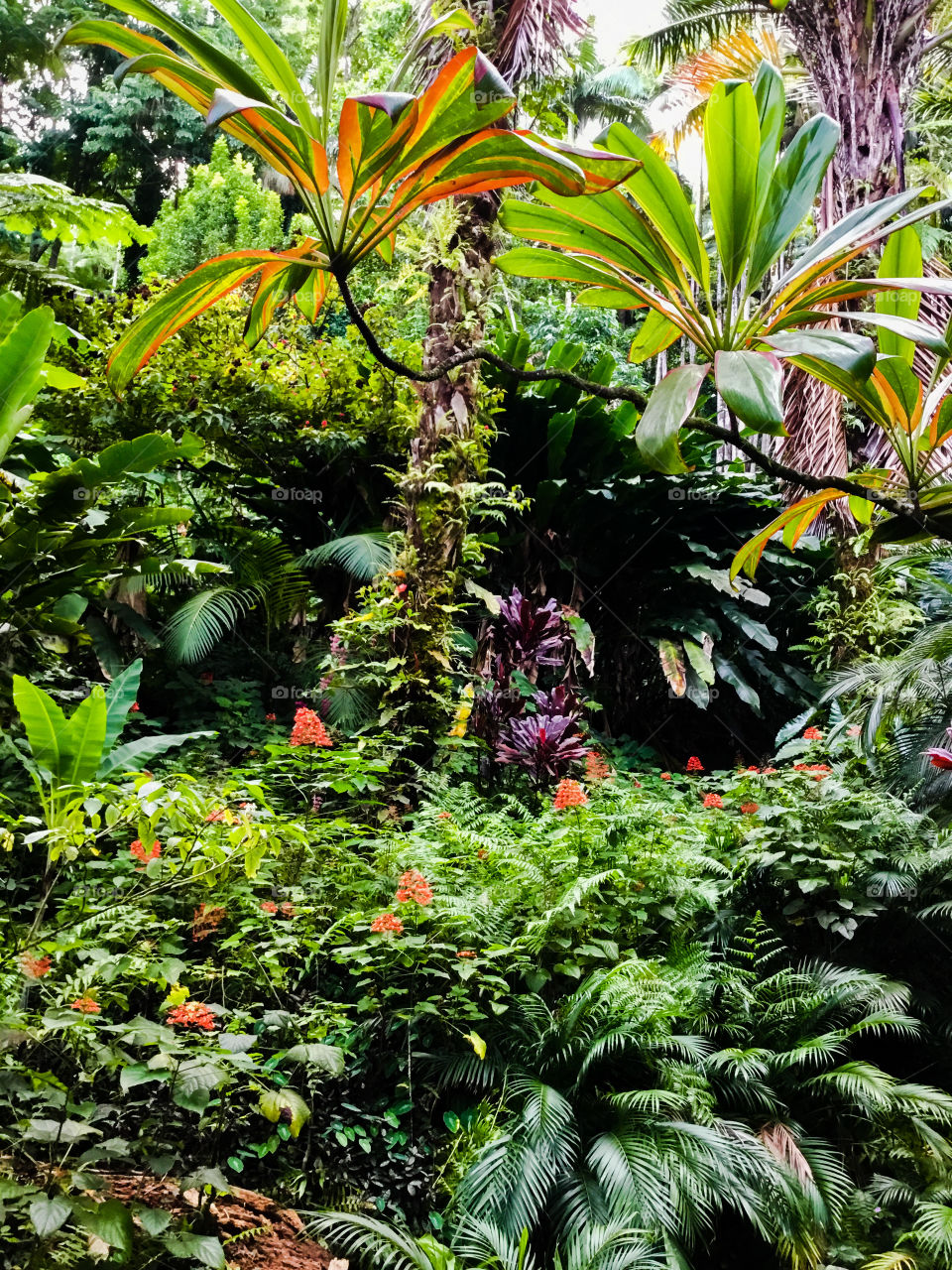 Jungle at Hawaii Tropical Botanical Garden