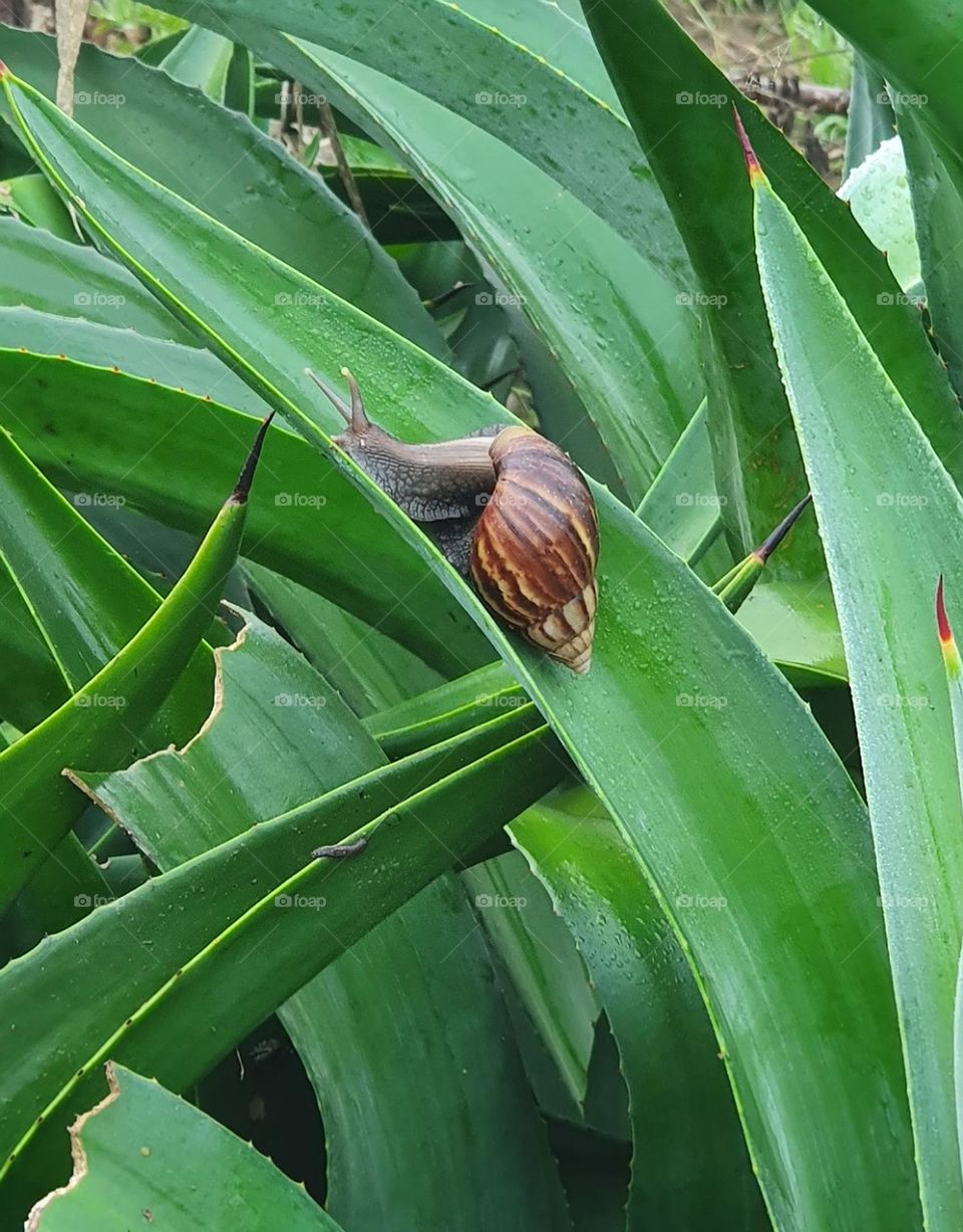 Snail