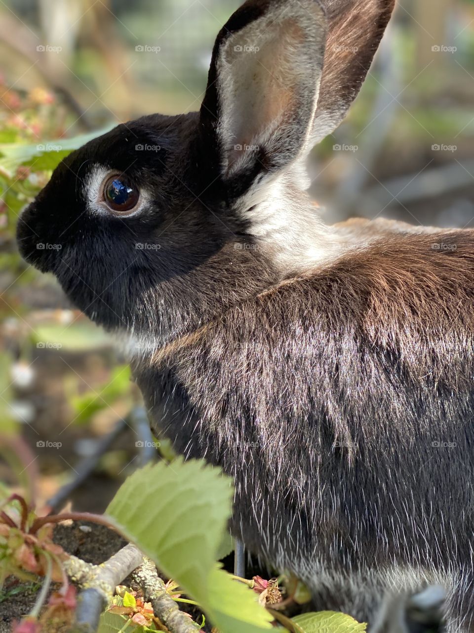Grey rabbit at home in garden eating