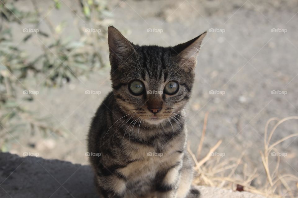 Wild kitty in Turkey 