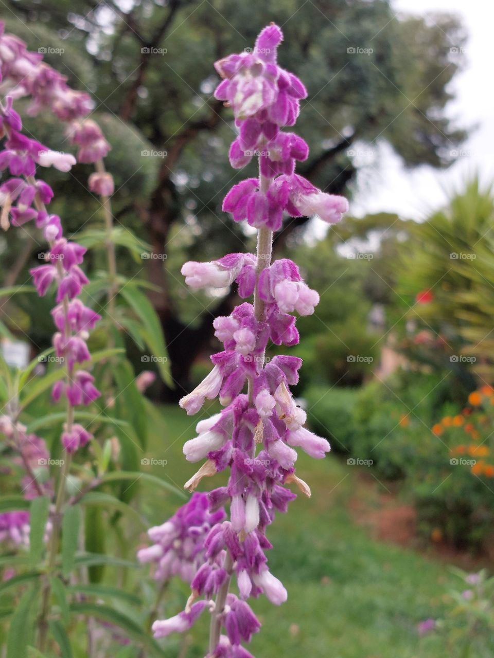 Beautiful flowers