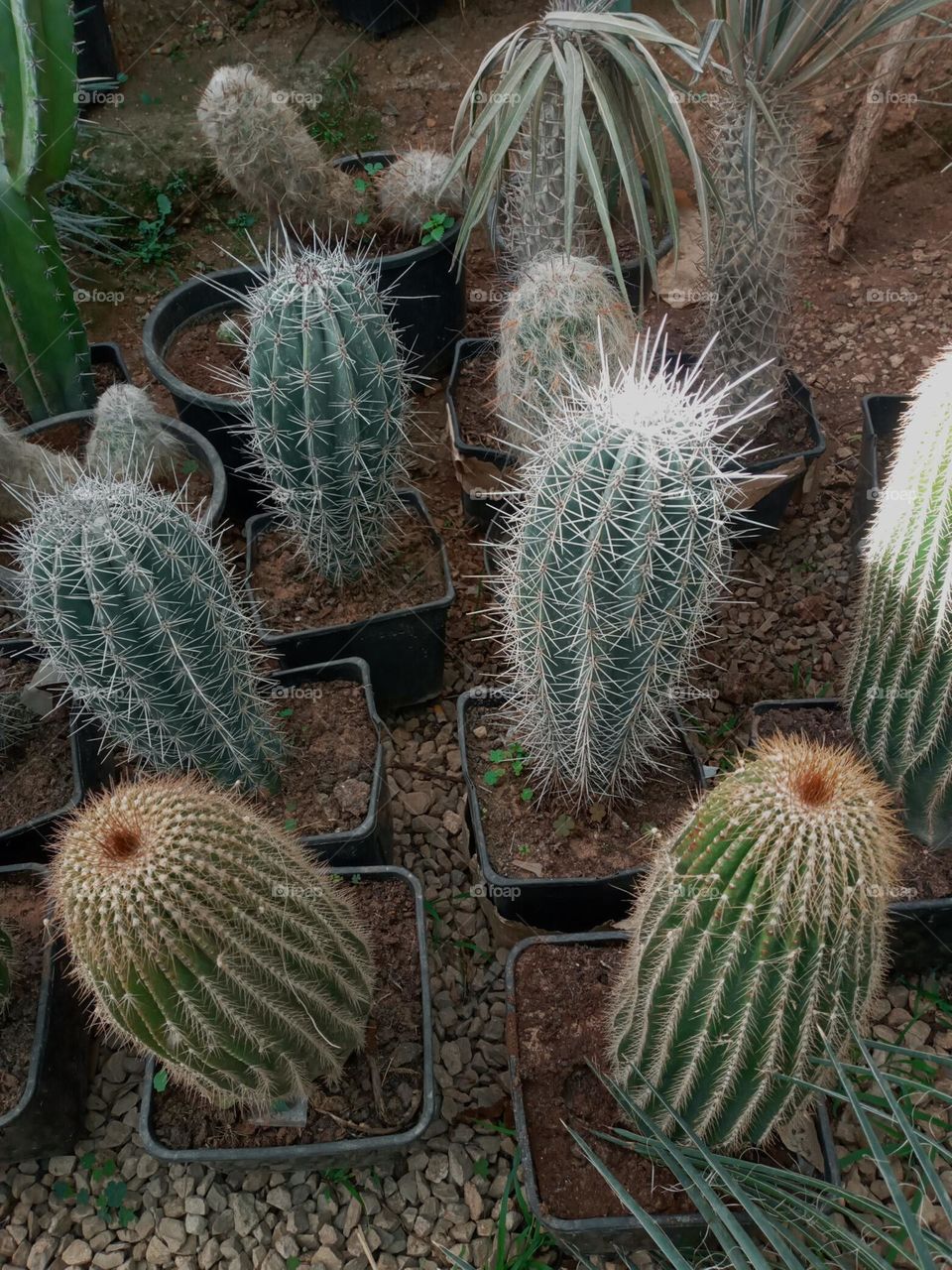Photo Cactus