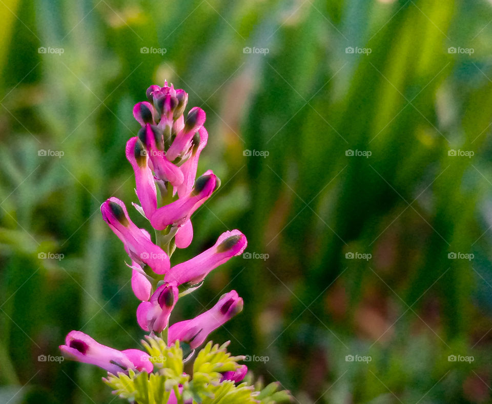 New looking flower, floral