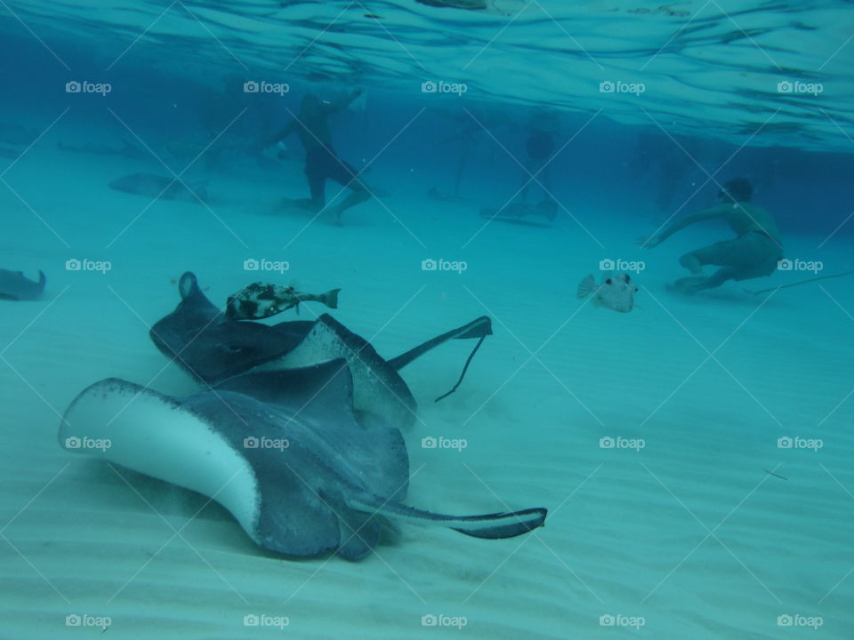 stingrays and fish. carribean