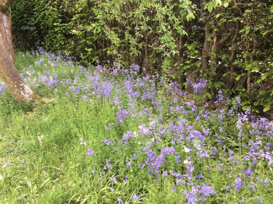 A sea of beautiful bluebells in the garden on a sunny May day.
